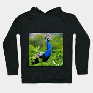 PEACOCK DESIGN Hoodie